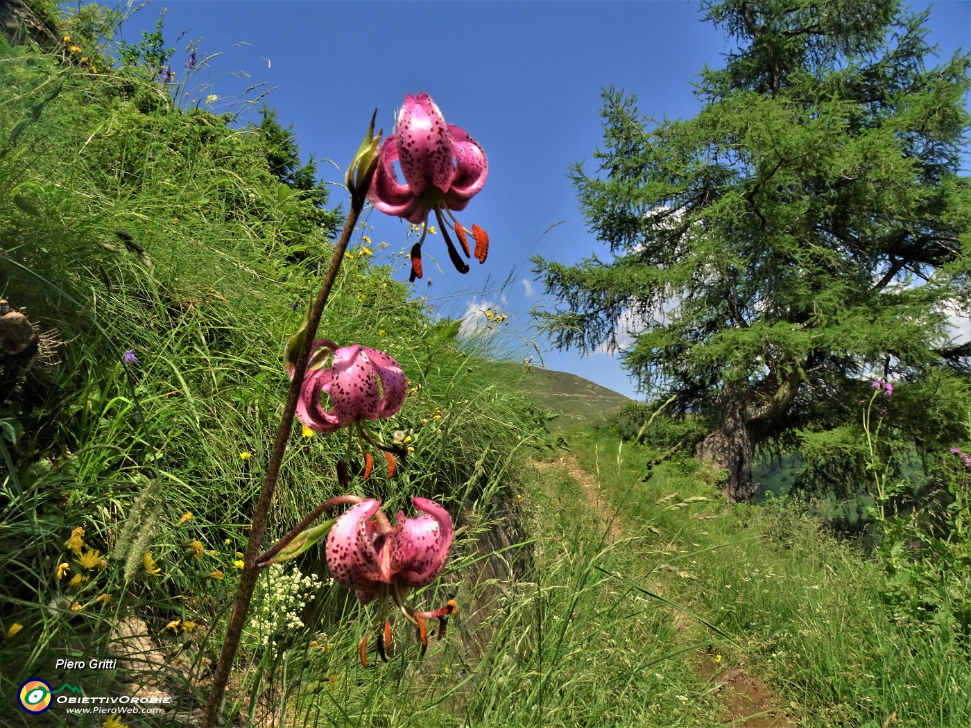 72 Lilium martagon (Giglio martagone) sul sentiero.JPG